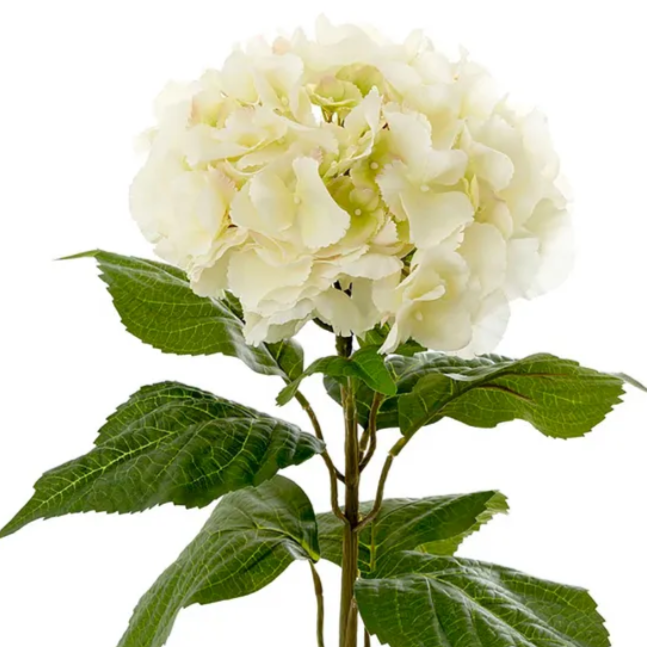 This beautiful Cream Hydrangea Stem features a delicate and stylish full flower with contrasting dark life-like leaves. The flower is 65cm in size, making it a perfect size to add a touch of beauty and sophistication to any home.