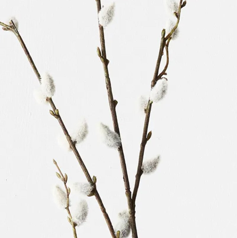 The eye-catching Pussy Willow Spray is an ideal choice for creating captivating décor. Its bold contrast of white buds and dark stem provides a unique dimension and texture, perfect for displaying solo in a vase or as part of a larger floral arrangement. Detail.