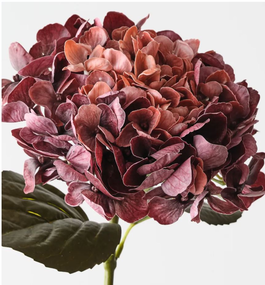 Burgundy Rust Hydrangea Stem