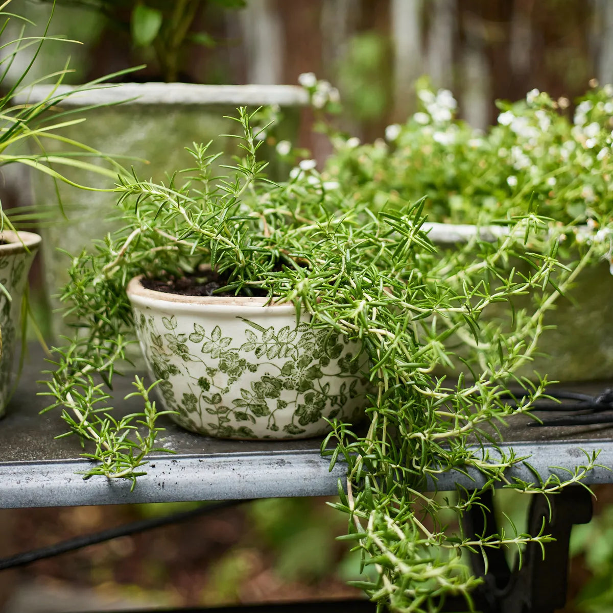 Potted plants on a metal shelf with a blurred natural background