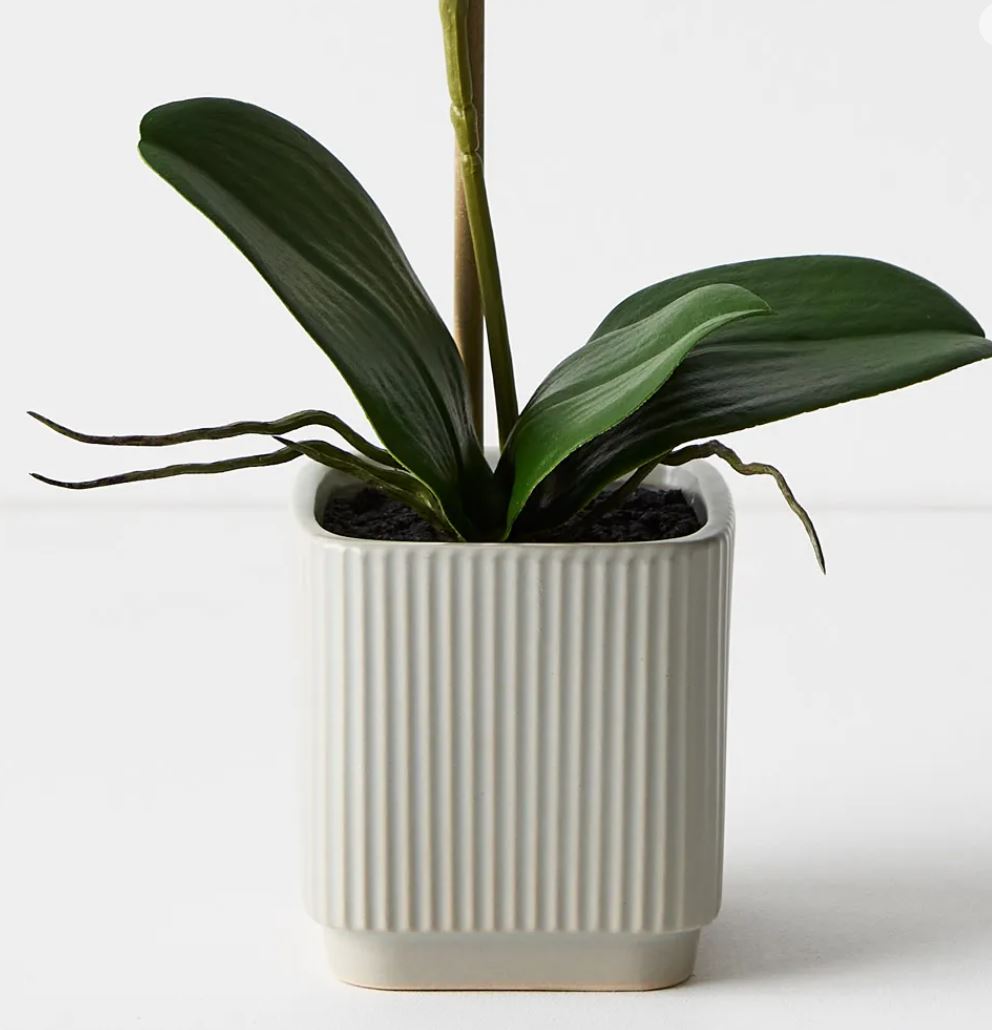 Potted plant in a textured white pot on a light background