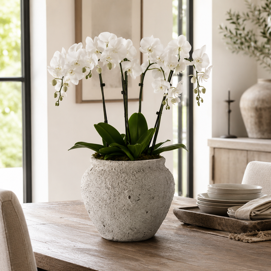 White Phalaenopsis orchid flowers in a textured light gray ceramic pot, displayed on a wooden dining table in a bright, modern room.