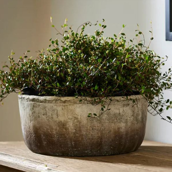 Potted plant in a textured pot on a wooden surface with a neutral background