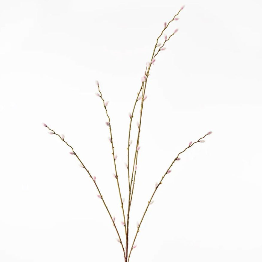 Branch with small pink buds on a white background