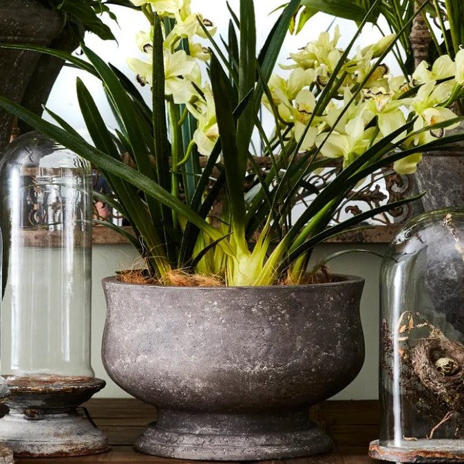 The Odette Grey Pot is thoughtfully crafted to showcase your orchids in a stunning grey aesthetic. Its low profile and skillful artistry add a timeless sophistication and organic feel to any space. Constructed from resilient stonecast material, it is lightweight and versatile for both indoor and outdoor use, ensuring enduring beauty for years to come.