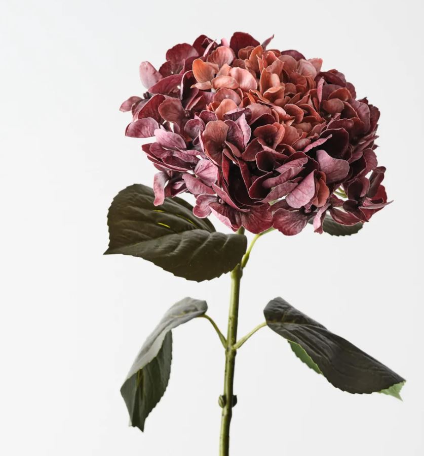 Burgundy Rust Hydrangea Stem