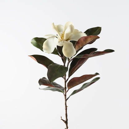 White Magnolia Flower Stem