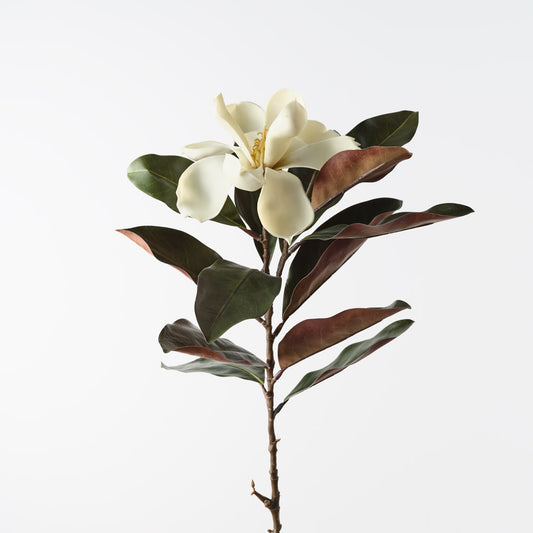 White Magnolia Flower Stem