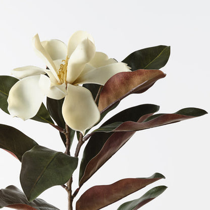 White Magnolia Flower Stem