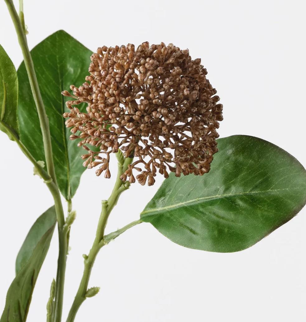 Brown dried flower cluster with green leaves on a white background