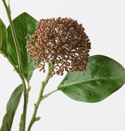 Brown dried flower cluster with green leaves on a white background