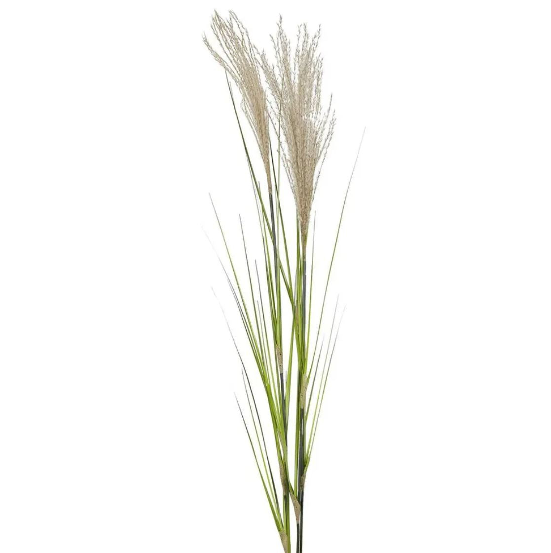 Artificial pampas grass stem on a white background