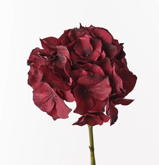 Red hydrangea flower on a white background