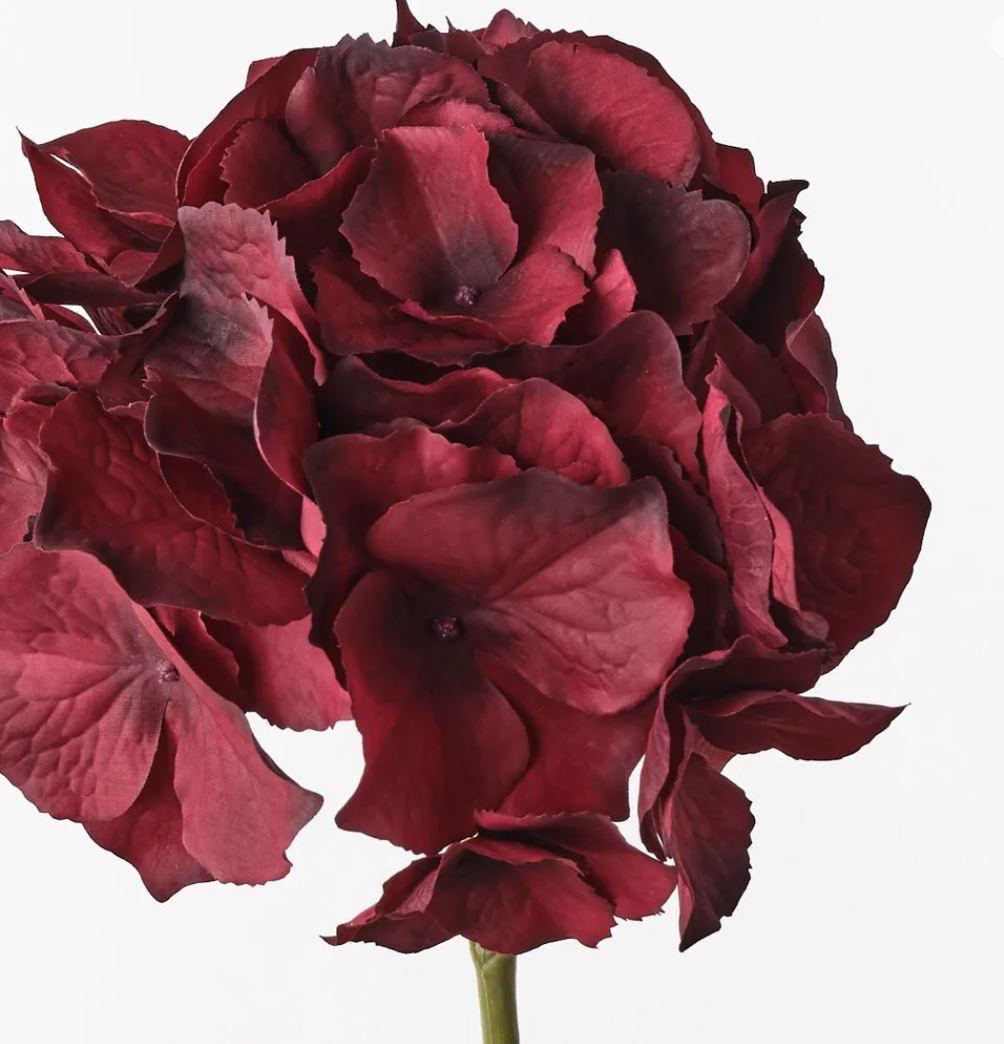 Close-up of a red flower with a white background