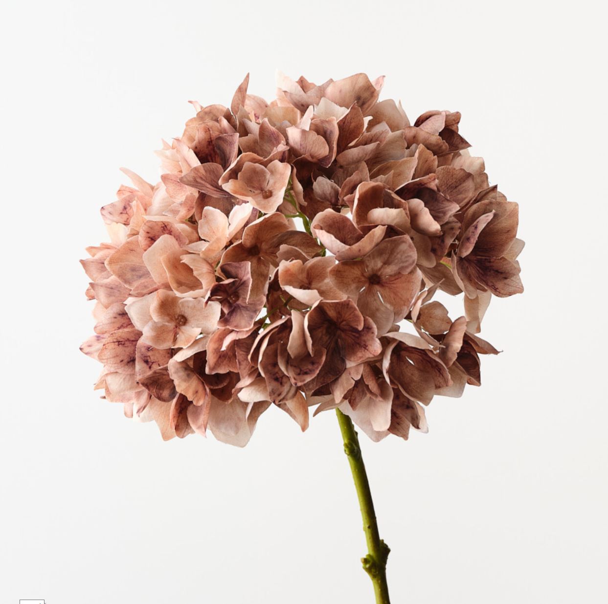 Hydrangea Stem  - Coffee 47cm