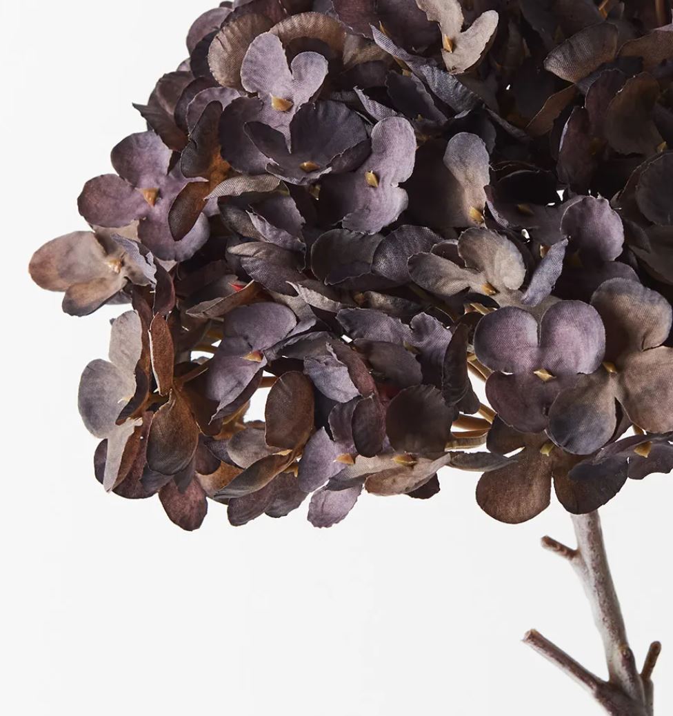 Close-up of dried hydrangea flowers on a white background