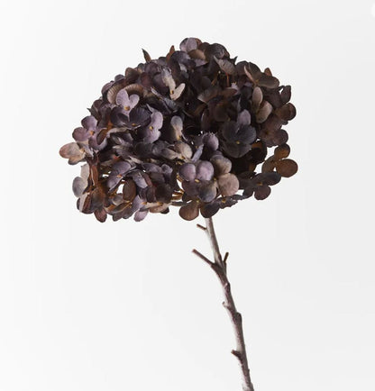 Dried hydrangea flower head on a white background