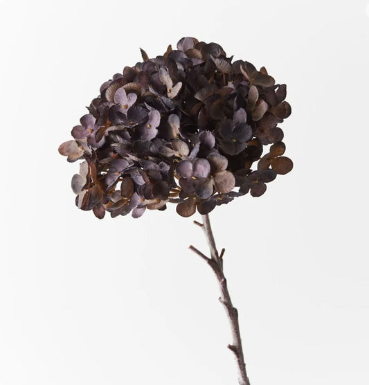 Dried hydrangea flower head on a white background