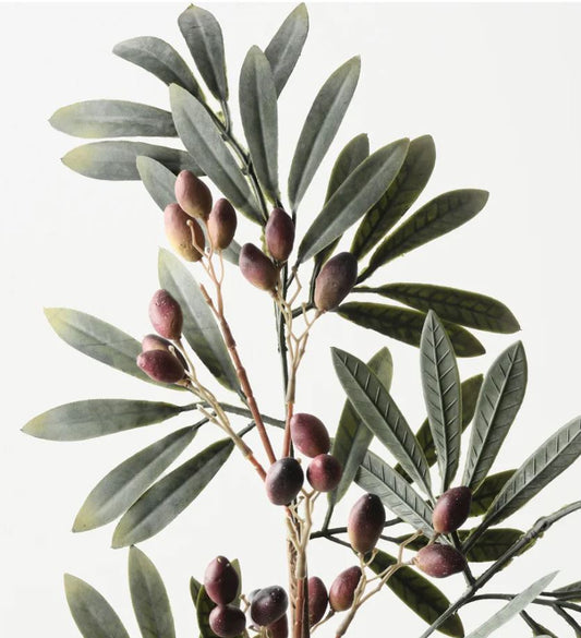 Olive Leaf With Fruit Spray