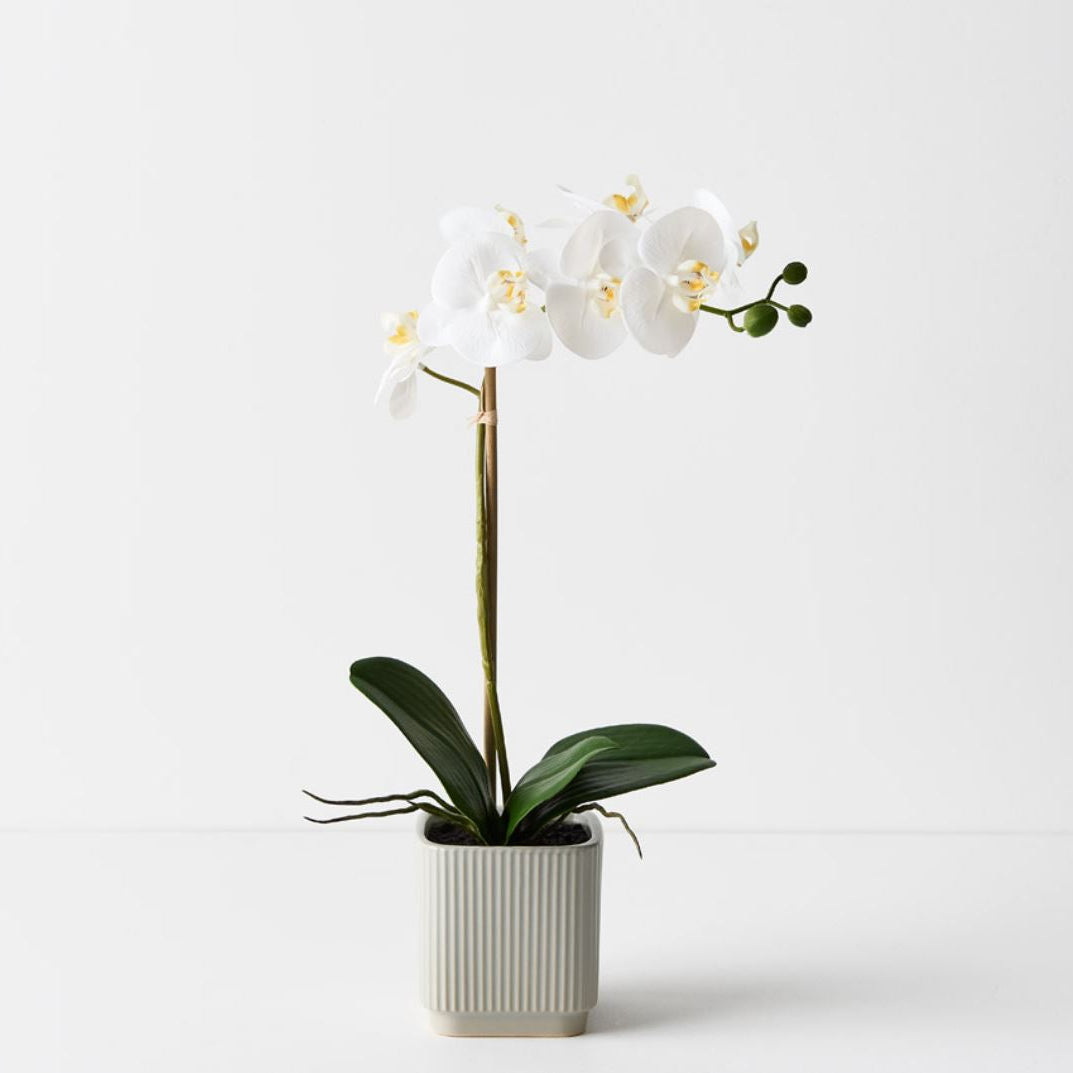 White orchid in a pot on a light gray background