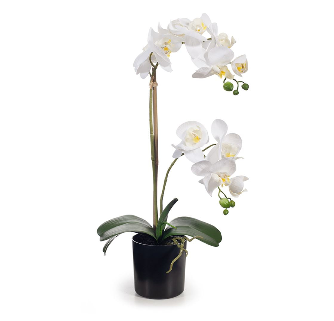 Orchid Phalaenopsis in Pot