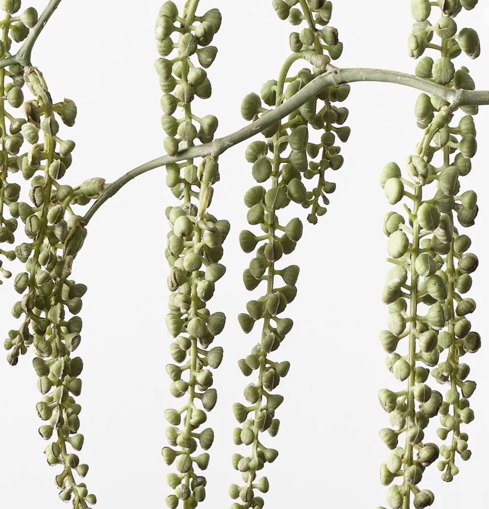 Close-up of a hanging succulent plant with green leaves on a white background