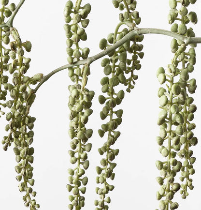 Close-up of a hanging succulent plant with green leaves on a white background