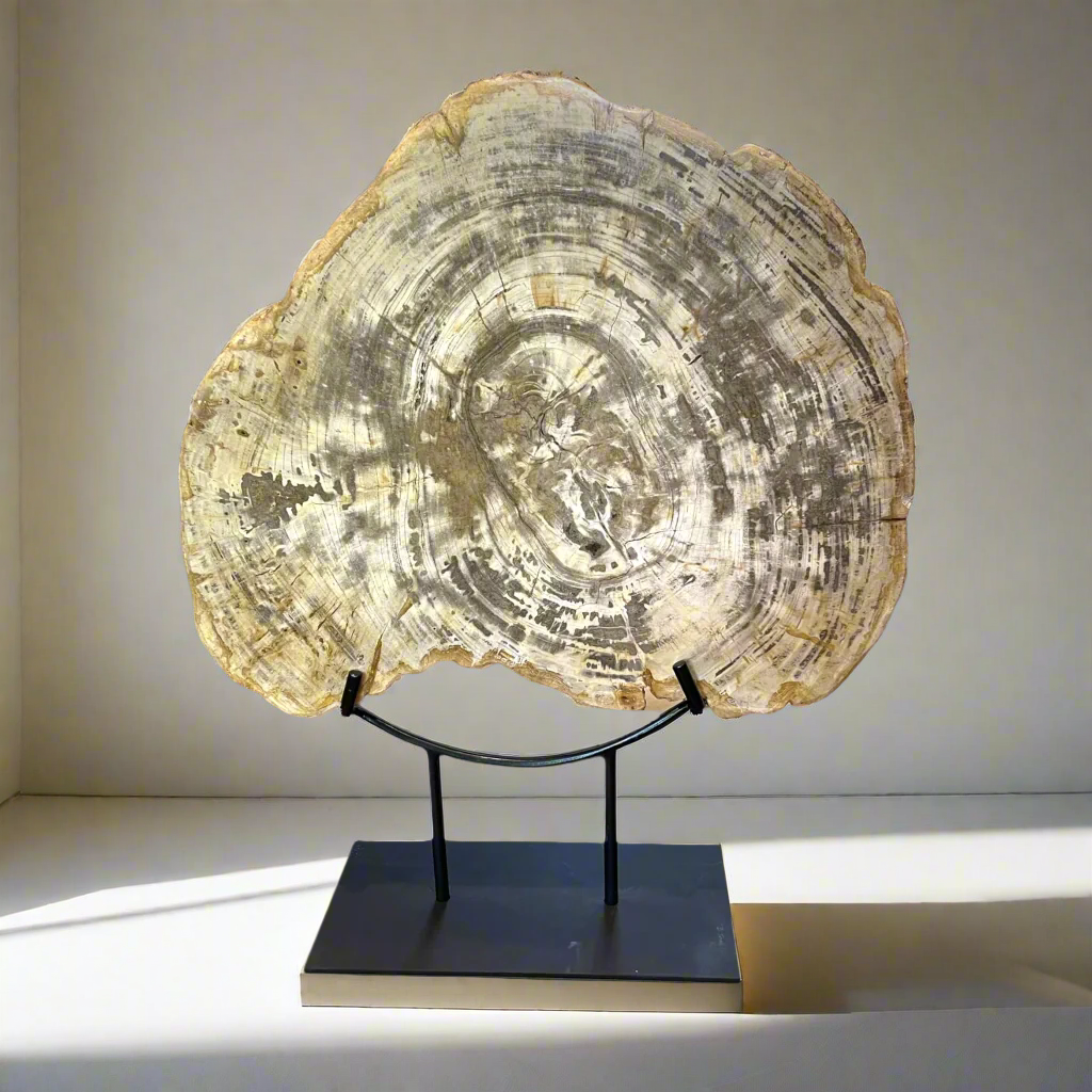 Derived from the fossil of an ancient tree, perhaps millions of years old, this unique petrified wood sculpture showcases deep, rich tones.